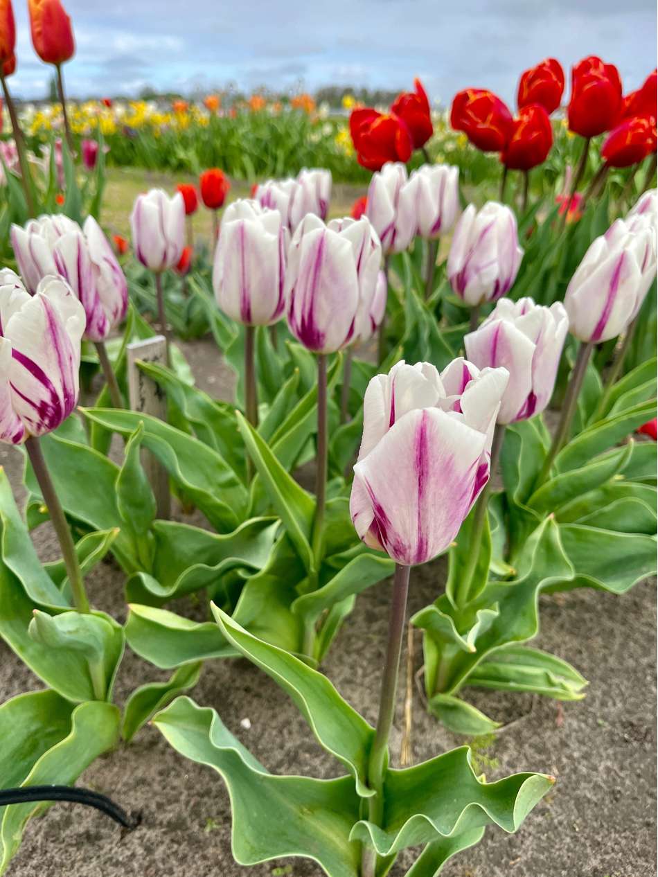 Tulpan 'Flaming Flag'